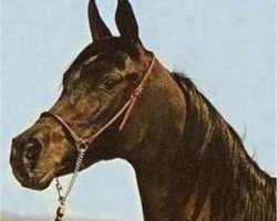 broodmare Bint El Bataa 1955 EAO (Arabian purebred, 1955, from Nazeer 1934 RAS)