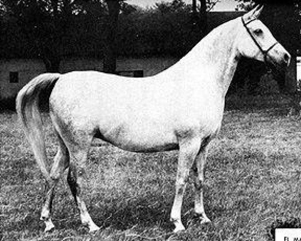 broodmare El Maar 1949 EAO (Arabian purebred, 1949, from Fay El Dine 1934 ox)