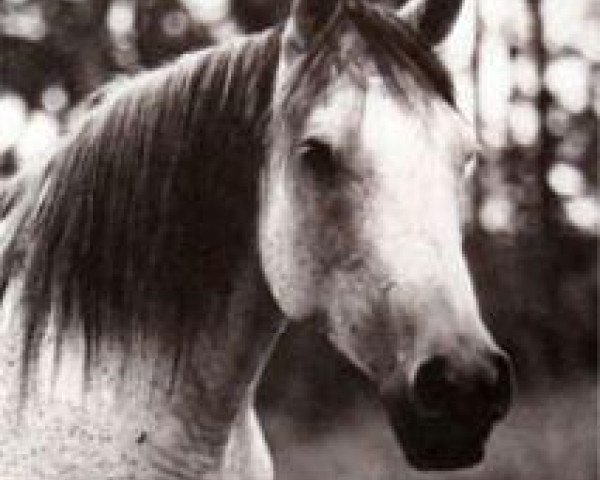 broodmare Maarqada 1963 EAO (Arabian purebred, 1963, from Fabah 1950 ox)