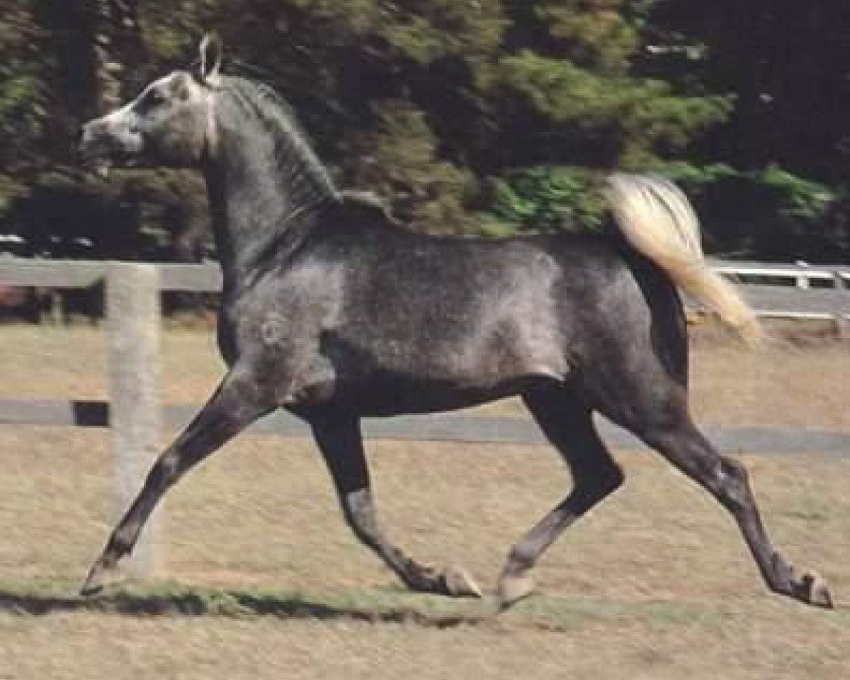 stallion Sankt Georg 1975 ox (Arabian purebred, 1975, from Ansata el Salim 1967 ox)