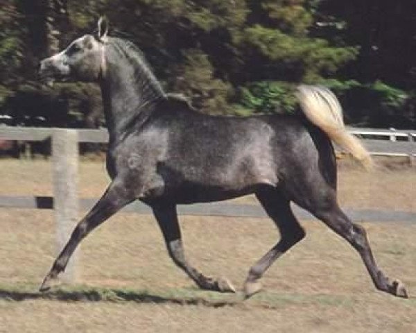 stallion Sankt Georg 1975 ox (Arabian purebred, 1975, from Ansata el Salim 1967 ox)