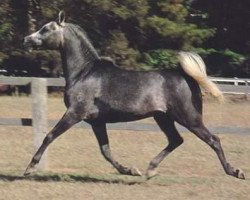 stallion Sankt Georg 1975 ox (Arabian purebred, 1975, from Ansata el Salim 1967 ox)