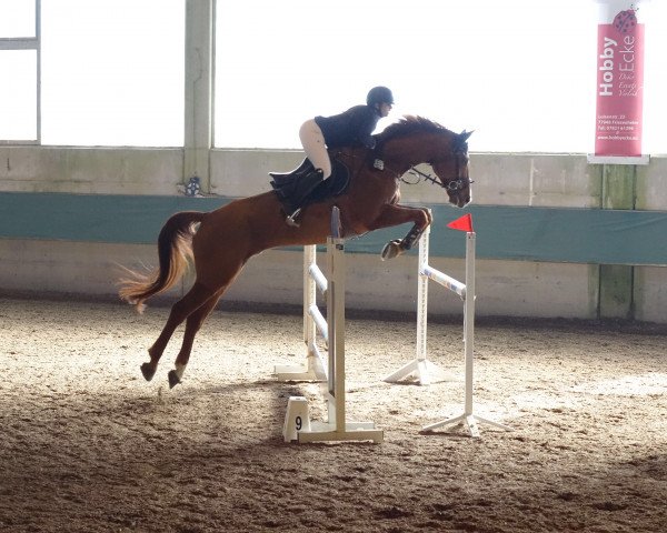 jumper Venturo 10 (Hanoverian, 2011, from Valentino)