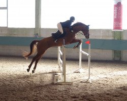 jumper Venturo 10 (Hanoverian, 2011, from Valentino)