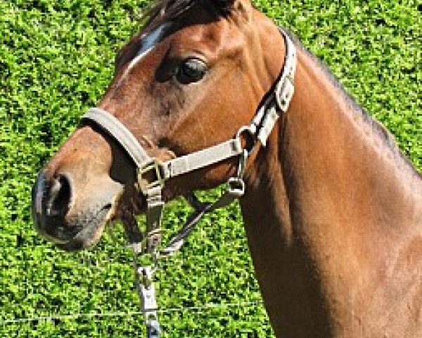 broodmare Carena (German Riding Pony, 2008, from Joldis Charmant) broodmare Carena (German Riding Pony, 2008, from Joldis Charmant)