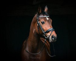 broodmare Alice vom Wunderland (Oldenburg, 2010, from Amazing 18)