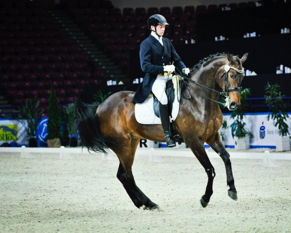horse Korra G (Polish Warmblood, 2007, from Empire)