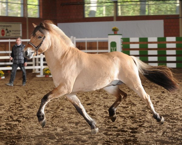 dressage horse Khan (Fjord Horse, 2011, from Kvirlo)