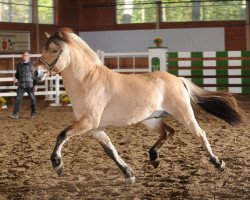 dressage horse Khan (Fjord Horse, 2011, from Kvirlo)