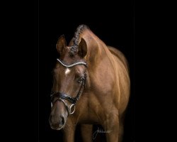 dressage horse Donna Aurelia 4 (German Sport Horse, 2014, from Don Frederic 3)