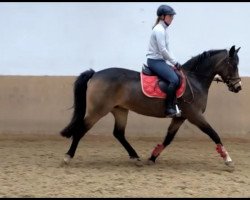 broodmare Zazoue H (German Riding Pony, 2012, from Zyprianus 2)