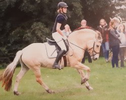dressage horse Gotja (Fjord Horse, 2015, from Kjartan)