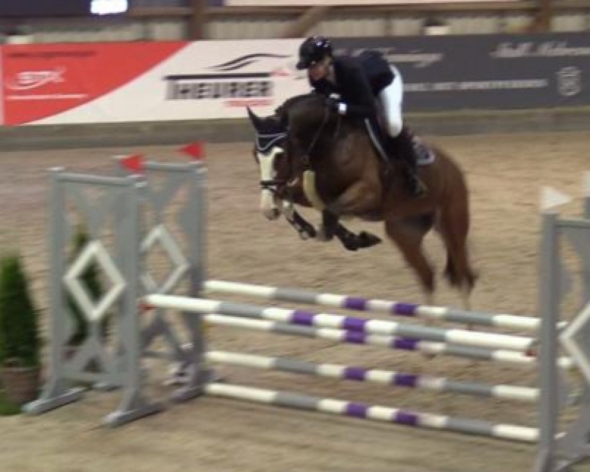 Springpferd Million Color (Holsteiner, 2017, von Million Dollar)