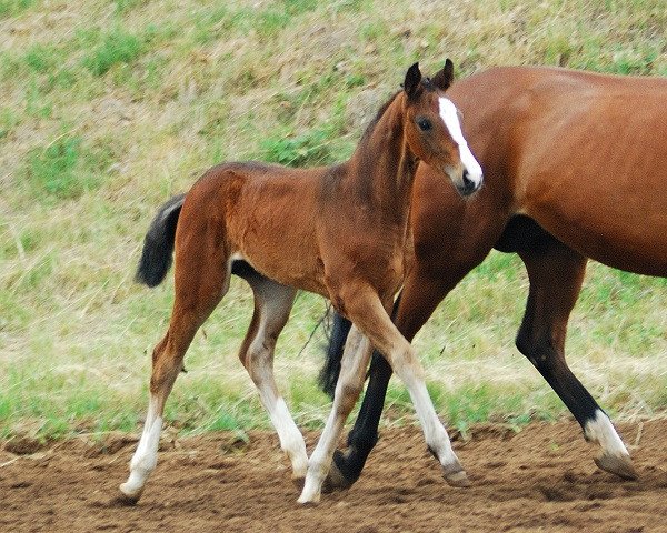 horse Freudenberg (Bavarian, 2012, from Fürst Wettin)