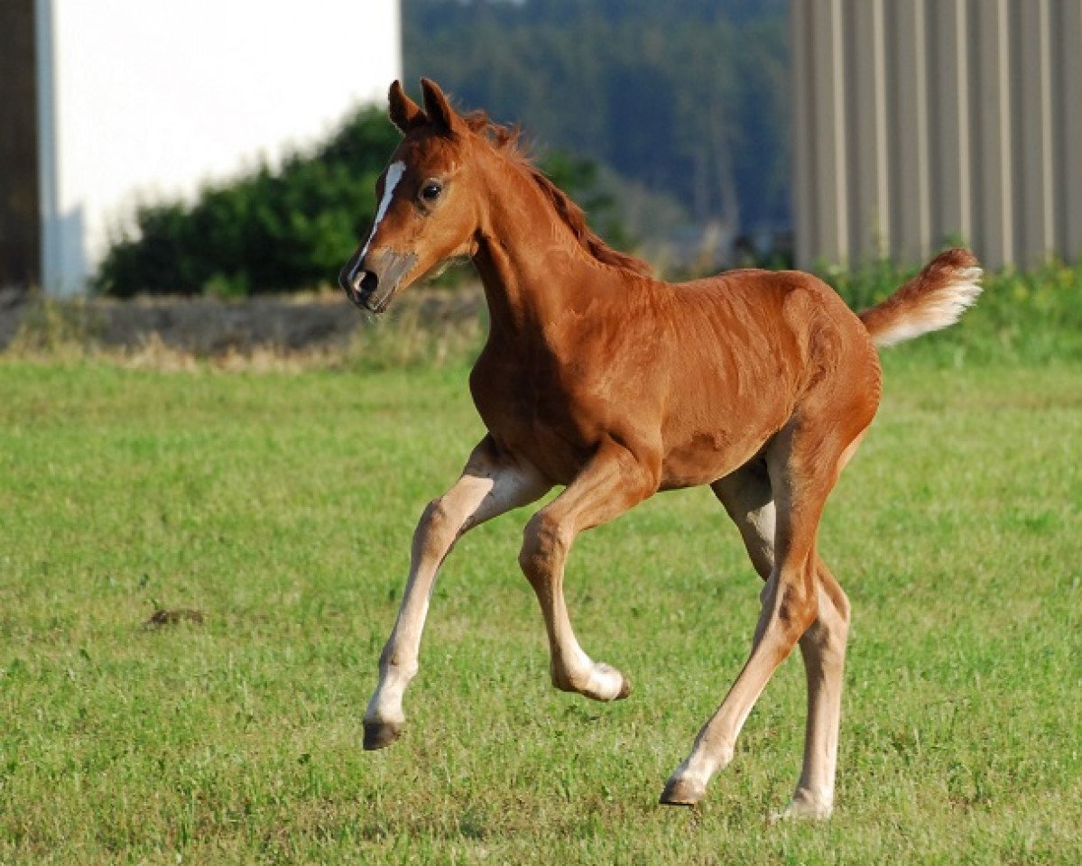 horse Quintero S (German Sport Horse, 2014, from Quaterstern)