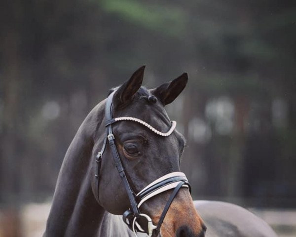 stallion Dance with me 13 (German Riding Pony, 2012, from Dance Star AT NRW)