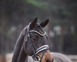 stallion Dance with me 13 (German Riding Pony, 2012, from Dance Star AT NRW)