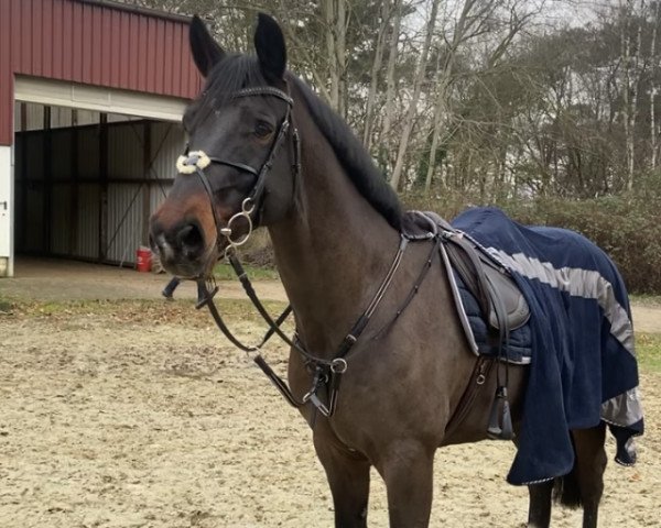 horse Anton (Westphalian, 2009, from Arpeggio)