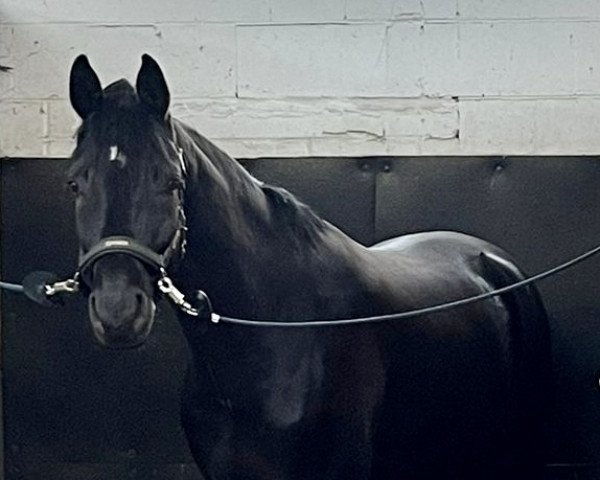 horse Santiano G (Oldenburg, 2018, from San Amour I)