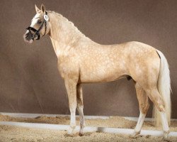 stallion Dating for Gold AT (German Riding Pony, 2016, from Dating AT NRW)