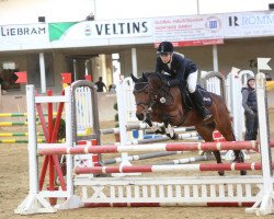 jumper Dakota 237 (German Riding Pony, 2001, from Speyksbosch Dancer)