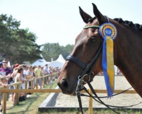 Dressurpferd Bertram (Schwedisches Warmblut, 1995, von Bernstein) Dressurpferd Bertram (Schwedisches Warmblut, 1995, von Bernstein)