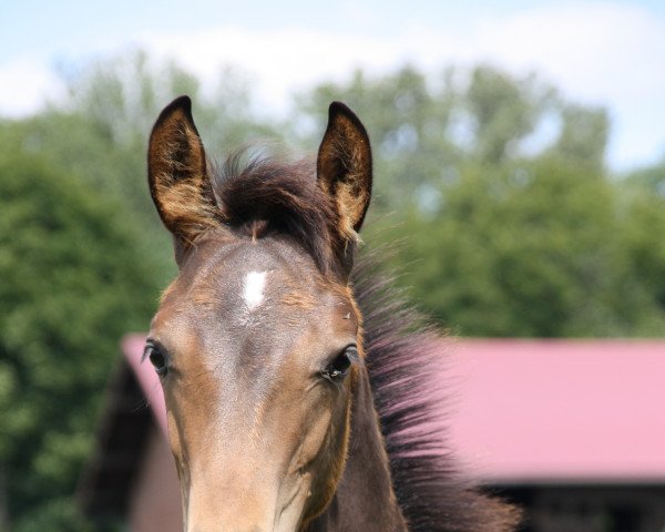 Zuchtstute Full of Hope VM (Hannoveraner, 2021, von Fabion Blue Hors)