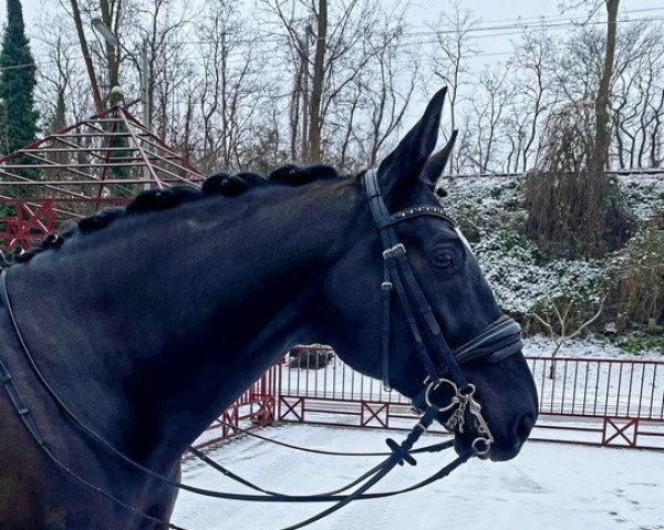 horse Dior (Oldenburg, 2014, from De Niro)