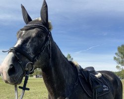 jumper Cosmonaut 10 (Oldenburg show jumper, 2016, from Coupe Gold)