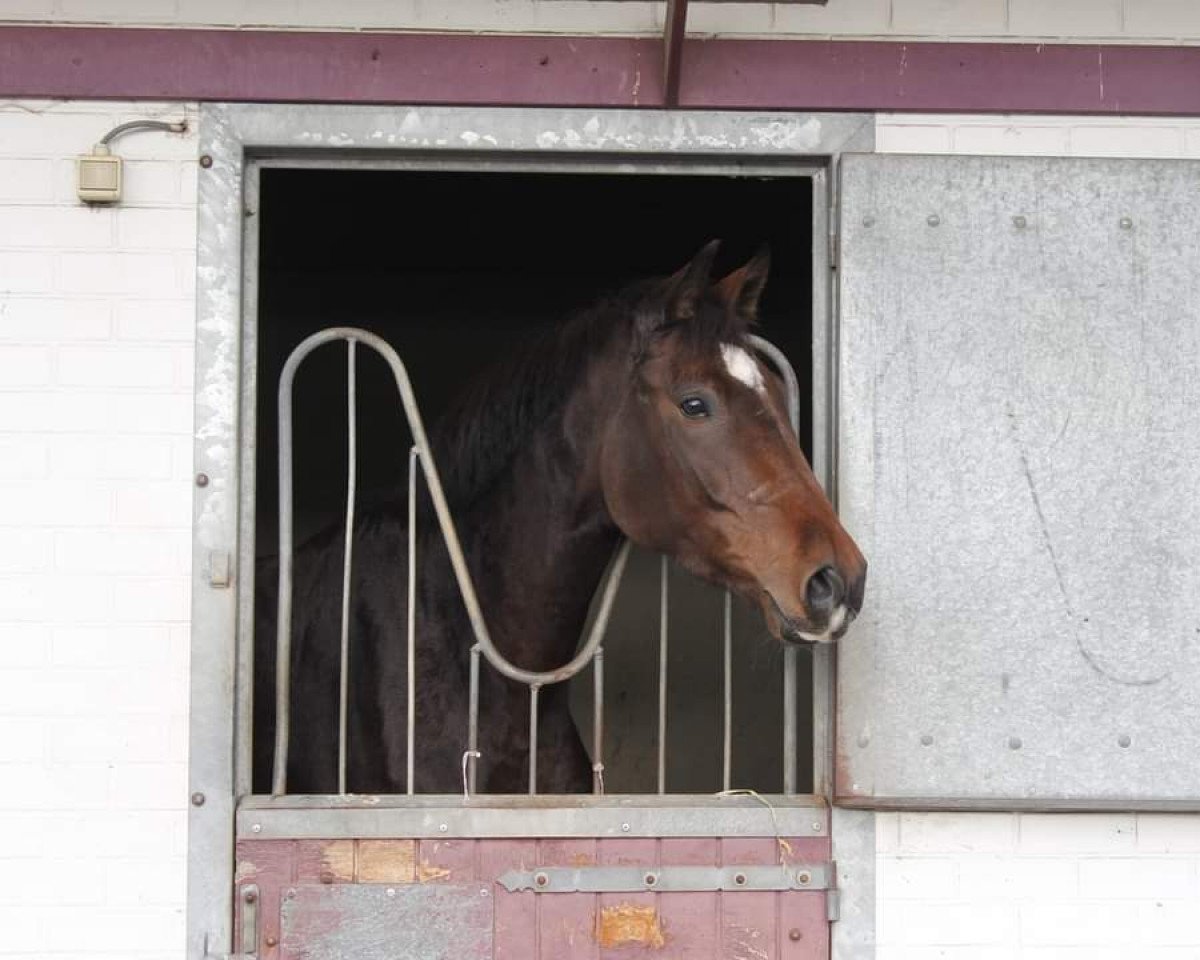horse Ruby Rose van de Koolsdamhoeve (Belgian Warmblood, 2017, from Crescendo)