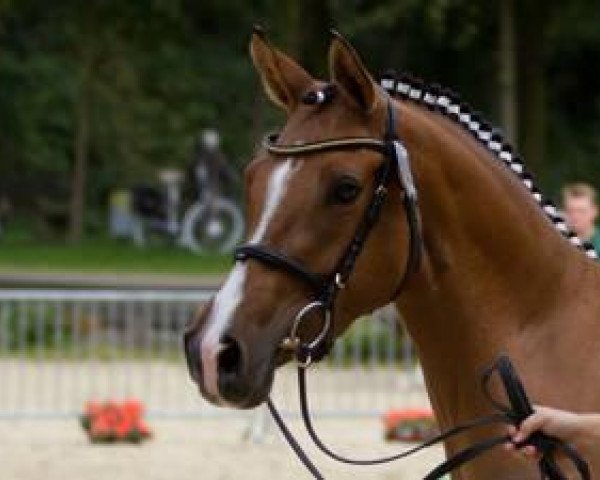 Zuchtstute FS Charming Sunlight (Deutsches Reitpony, 2008, von FS Champion de Luxe)