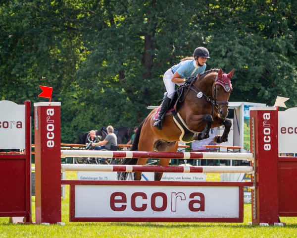 jumper Casanova de Revel (Holsteiner, 2015, from Clintas)