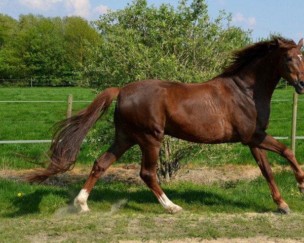 dressage horse Renomme 8 (Oldenburg, 2005, from Blue Hors Romanov)