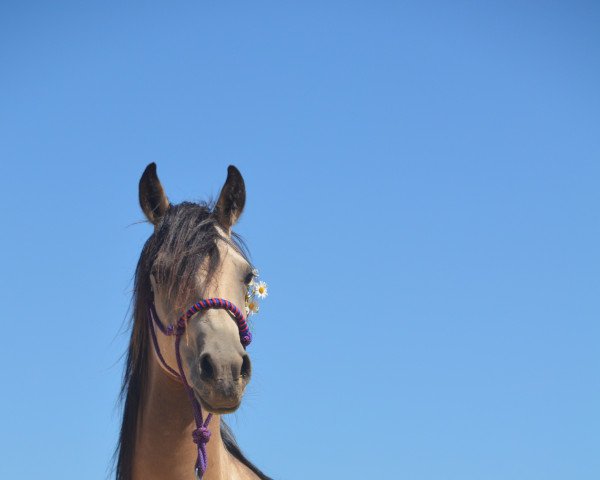 broodmare Goldie Hawn AS (German Riding Pony, 2016, from PrH Riverdance)