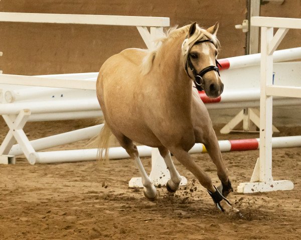 broodmare Beschenhof Bella Vita (Welsh-Pony (Section B),  , from Bekveld's Dave)