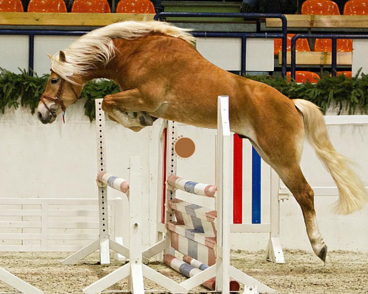 Pferd Santus (7,42% ox) (Edelbluthaflinger, 2009, von Santana (8,59% ox))
