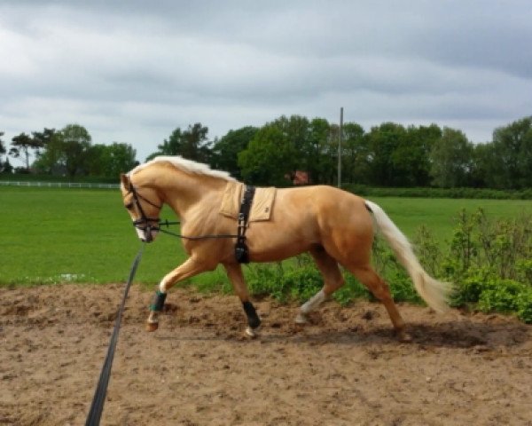 dressage horse Mc Flurry Daim (German Warmblood, 2010, from Eiluns Monopoly)