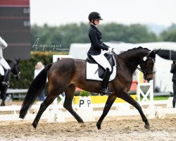 dressage horse Schwalbenmond (Trakehner, 2017, from Honoré du Soir)