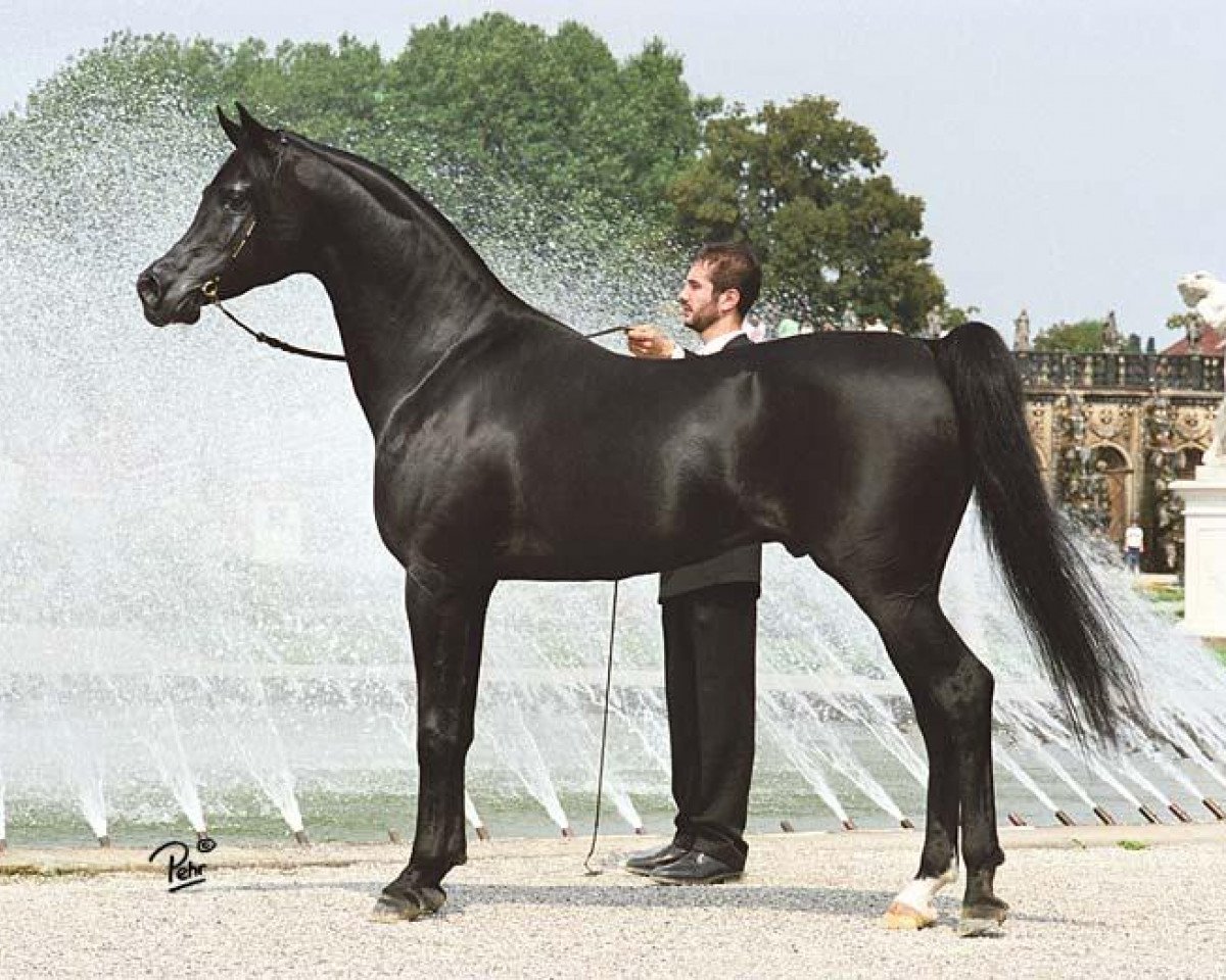 stallion Simeon Sadik 1989 EAO (Arabian purebred, 1989, from Asfour 1984 EAO)
