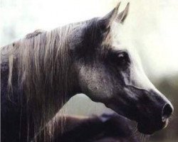broodmare Simeon Safanad 1980 ox (Arabian purebred, 1980, from Sankt Georg 1975 ox)