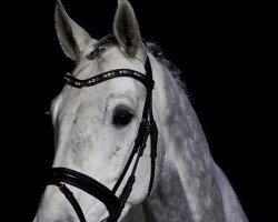 Pferd San Raphael 3 (Oldenburger, 2015, von San Riant)