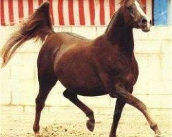 broodmare 27-Ibn Galal V ox (Arabian purebred, 1973, from Ibn Galal 1966 EAO)