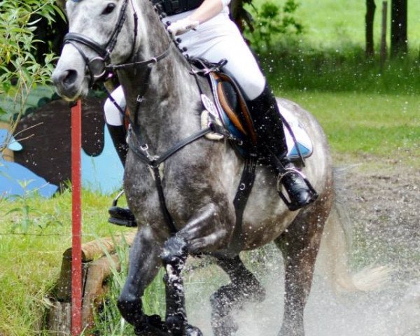 Springpferd Garinjo H genannt Kiddiwutz (Trakehner, 2008, von Insterburg TSF)