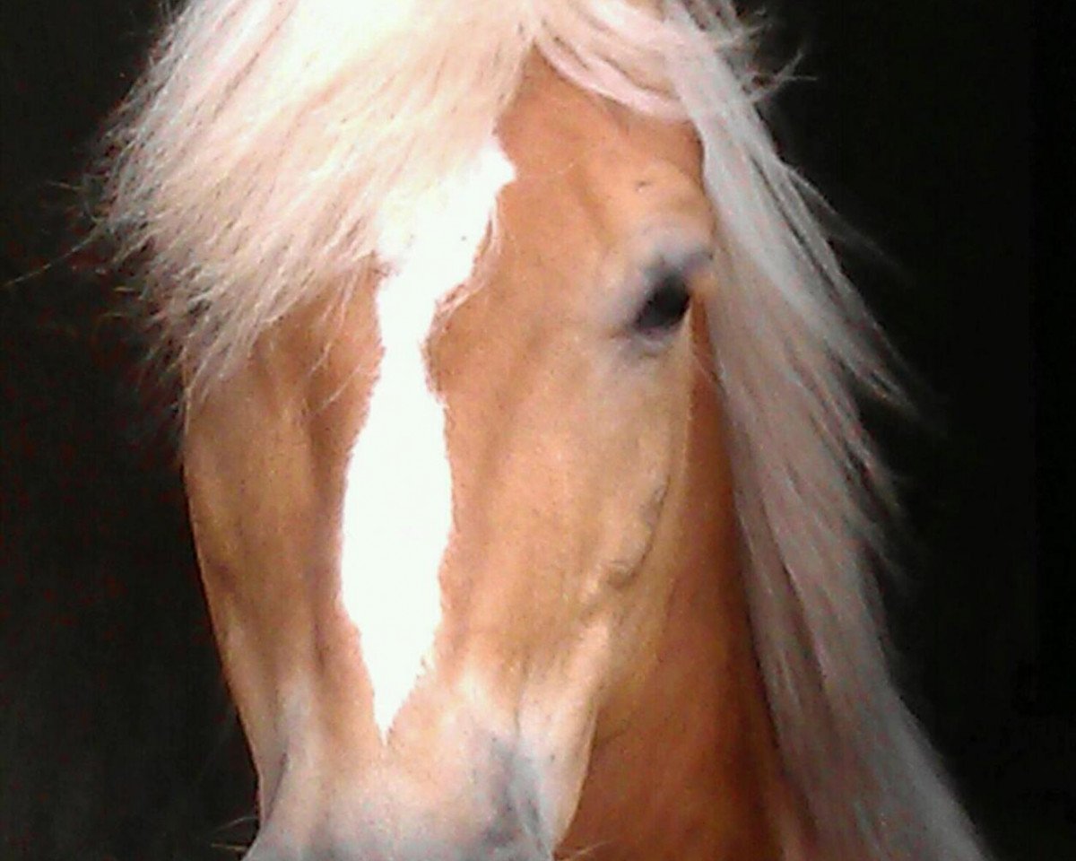 horse Noble Forrest Gump B (Haflinger, 1995, from Nigano (9,375% ox))