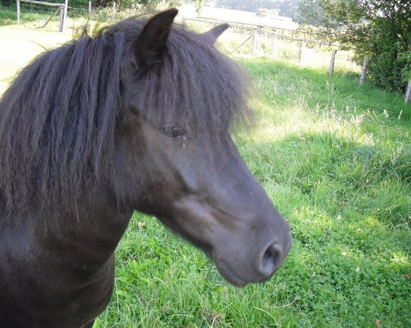 Pferd Silbersee's Onno (Shetland Pony, 2001, von Orpheus)