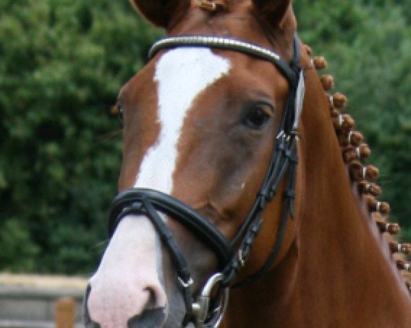 Pferd Foxy Flame (Trakehner, 2001, von Itaxerxes)