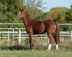 dressage horse Bootsmann 15 (Oldenburg, 2011, from Belissimo NRW)