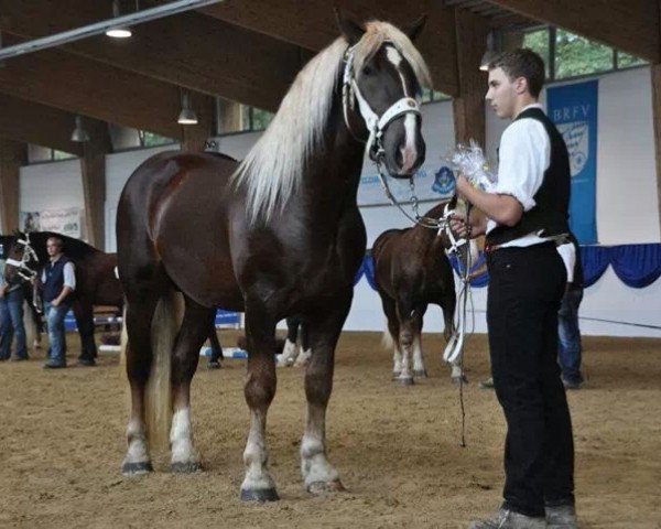stallion Sribery (South German draft horse, 2009, from Seeg)
