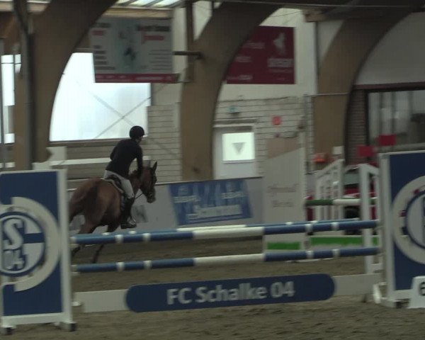 Hallenspringturnier Barlo-Bocholt 2022