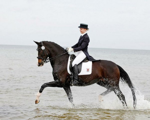 broodmare Friedina (Oldenburg, 1996, from Welt Hit II)